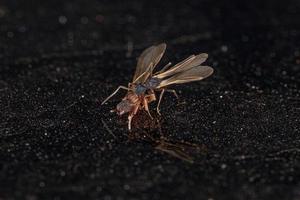 petites fourmis adultes à champignons