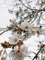 fleur de cerisier blanc au printemps photo