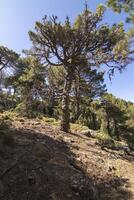 paysages et les sentiers de le magnifique la nature de le sierra de Cazorla, jaen, Espagne. la nature vacances concept. photo