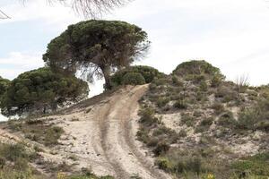 une pin forêt photo