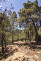 paysages et les sentiers de le magnifique la nature de le sierra de Cazorla, jaen, Espagne. la nature vacances concept. photo