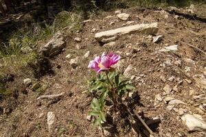 jolie fuchsia sauvage fleur dans le magnifique la nature de le sierra de Cazorla, jaen, Espagne. photo