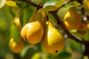 ai généré Jaune mûr poires sur branche arbre. produire ai photo