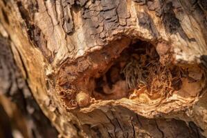 ai généré tronc mangé par termites ravageur surface. produire ai photo