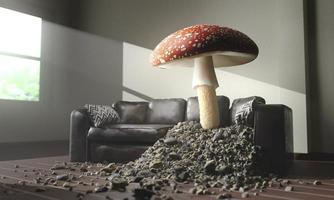 champignon poussant à travers un canapé photo