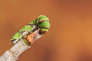 une chenille agrumes machaon photo