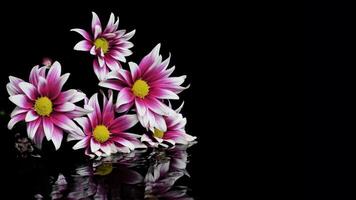 une violet chrysanthème fleur dans foncé Contexte photo