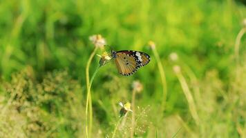 un Orange papillon acraea terpsicore photo