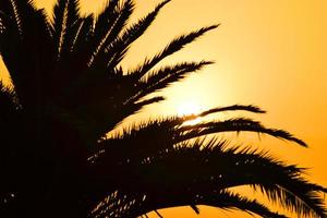 silhouettes de palmiers au coucher du soleil. photo