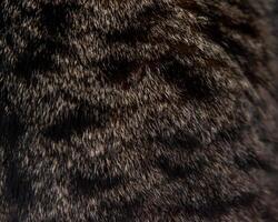 fourrure de une gris Pointé chat Contexte photo