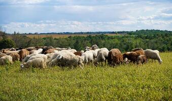 une troupeau de mouton broute sur une ferme prairie. été journée. agriculture et animal agriculture. le mouton mange herbe sur une autogestion photo