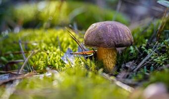 bolet grandir. comestible champignons. nourriture Contexte. forêt dans l'automne. la nature automne. collecte champignons. champignon récolte. photo