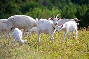 une troupeau de chèvres broute dans le prairie. agriculture. marche autonome chèvre. ferme pâturage. été journée. chèvres manger herbe. photo