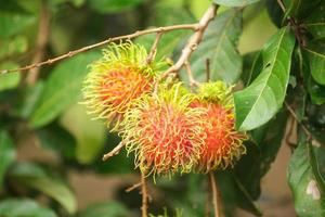 ferme de ramboutan, fruits de ramboutan sur arbre photo