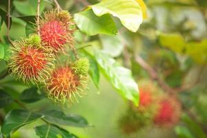 ferme de ramboutan, fruits de ramboutan sur arbre photo