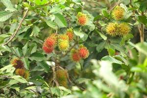 ferme de ramboutan, fruits de ramboutan sur arbre photo