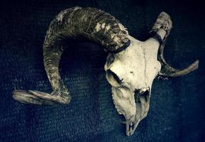 crâne de chèvre avec des cornes photo