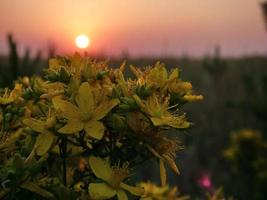 fleurs de steppe sur fond de coucher de soleil photo