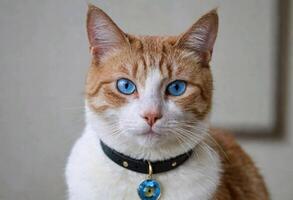 ai généré une mignonne chat avec bleu yeux portant une collier photo