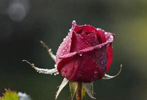 ai généré une magnifique rouge Rose avec rosée gouttes sur ses pétales photo