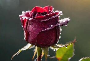 ai généré une magnifique rouge Rose avec rosée gouttes sur ses pétales photo