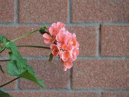 géranium geraniales plante rose fleur photo