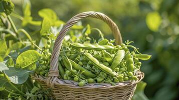 ai généré une panier débordé avec fraîchement choisi sucre casser pois photo