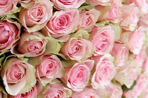 bouquet de coloré des roses comme arrière-plan, fermer. rose fleurs photo