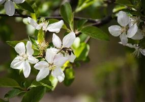 l'abeille boit le nectar d'une fleur de pommier photo