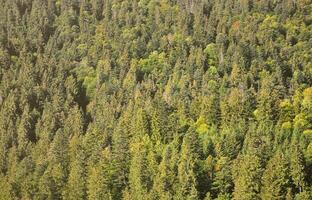 texture de une Montagne forêt avec beaucoup vert des arbres. vue de haute photo