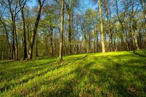 paysage dans printemps forêt avec ombres photo