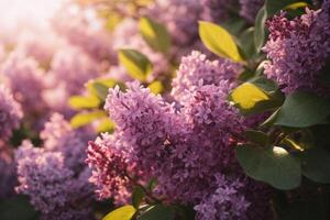 ai généré lilas fleur fond d'écran photo