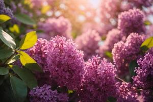 ai généré lilas fleur fond d'écran photo