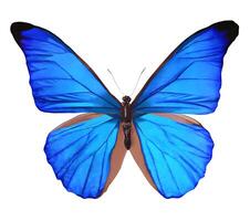 bleu papillon Souligné sur une blanc Contexte photo