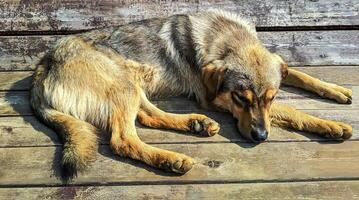 une chien sur une en bois Contexte est repos en train de dormir photo