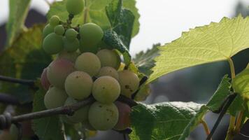 bouquet de les raisins dans une toit jardin photo