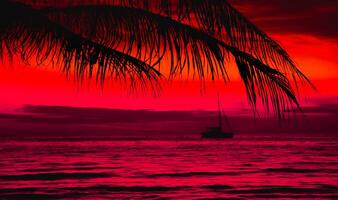 silhouette de palmier sur la plage pendant le coucher du soleil d'une belle plage tropicale sur fond de ciel rose photo