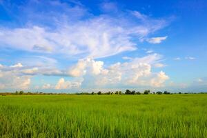 le ciel et des nuages de le vert des champs photo