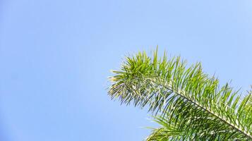 arbre Haut feuilles tropical jungle feuille photo