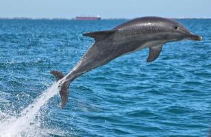 une saut dauphin photo