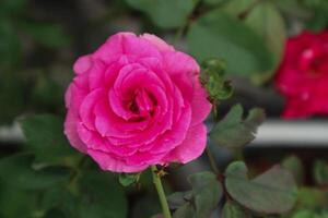 exquis fermer de Rosa lucieae fleur mettant en valeur ses complexe pétales et intemporel beauté. photo