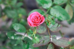 exquis fermer de Rosa lucieae fleur mettant en valeur ses complexe pétales et intemporel beauté. photo