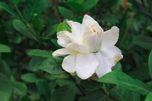 blanc gardénia fleurs. cap jasmin, gardénia Jasminoides photo