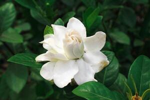 blanc gardénia fleurs. cap jasmin, gardénia Jasminoides photo