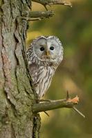 Chouette de l'Oural, strix uralensis photo