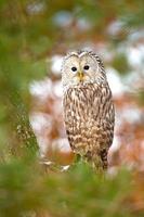 Chouette de l'Oural, strix uralensis photo