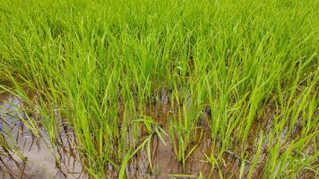 durable vert riz paddy reflets photo