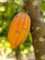 cacao sur l'arbre dans le jardin photo