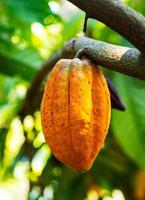 cacao sur l'arbre dans le jardin