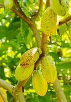 cacao sur l'arbre dans le jardin photo